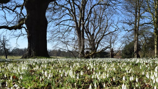 Snowdrops fill the foreground with bare winter trees and a blue sky beyond